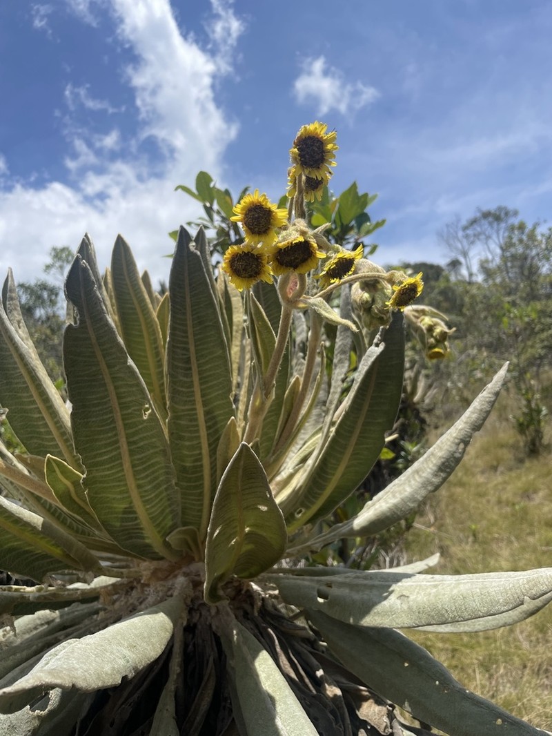 Espeletia occidentalis photo 2