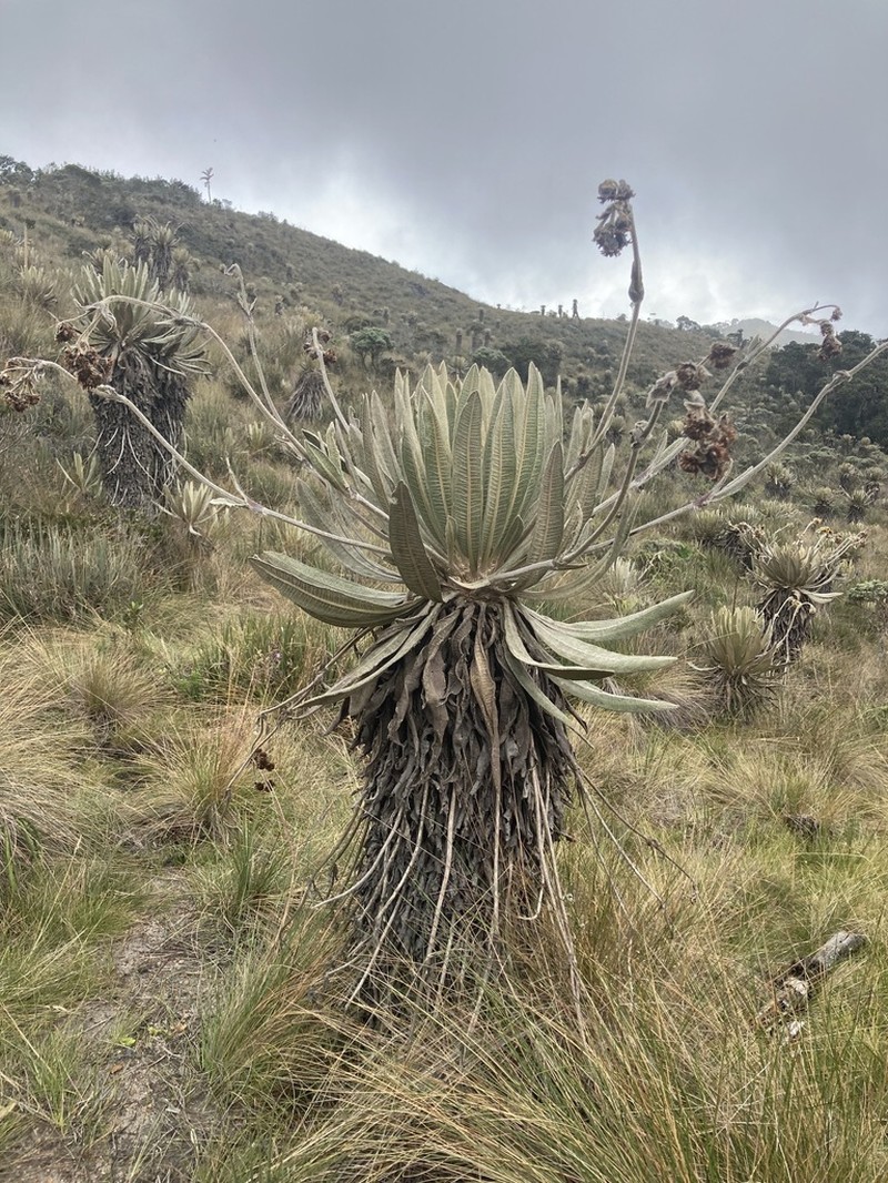 Espeletia occidentalis photo 3