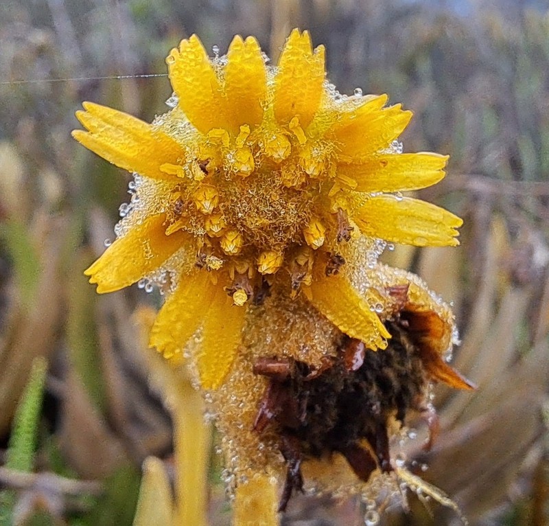 Espeletia occidentalis photo 4