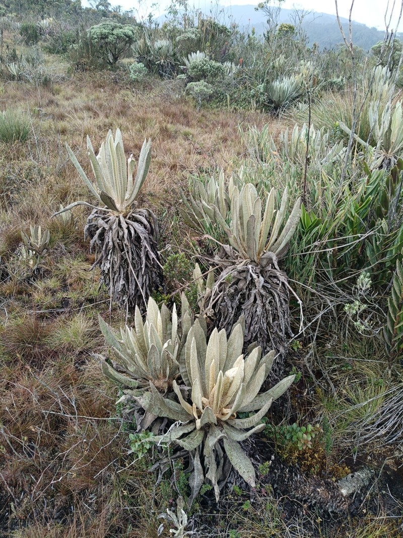 Espeletia occidentalis photo 5
