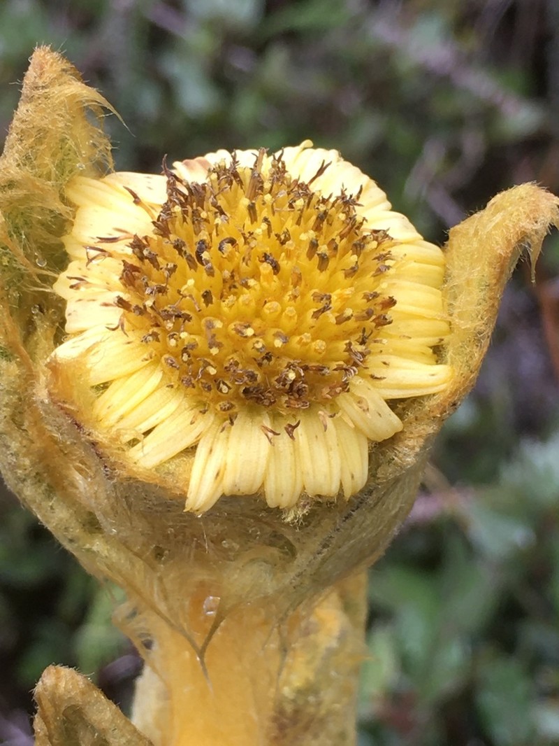 Espeletia occidentalis photo 6