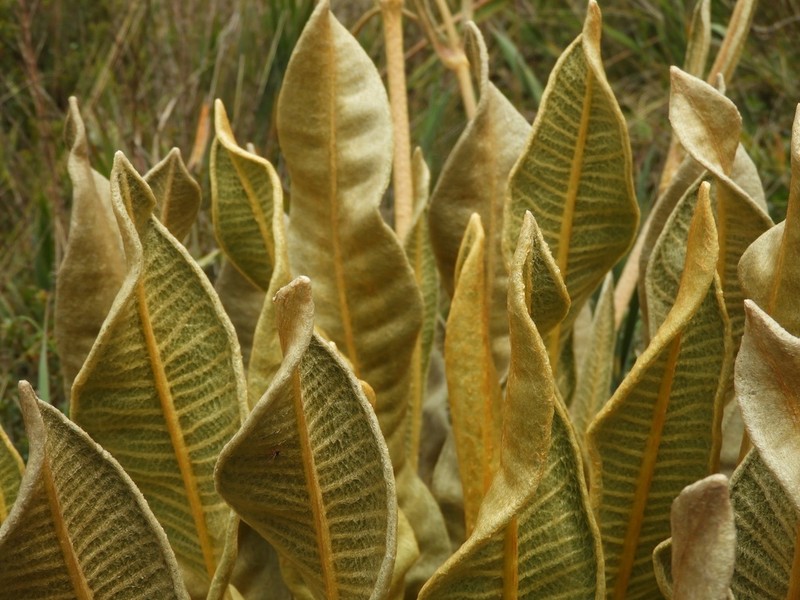 Espeletia occidentalis photo 7