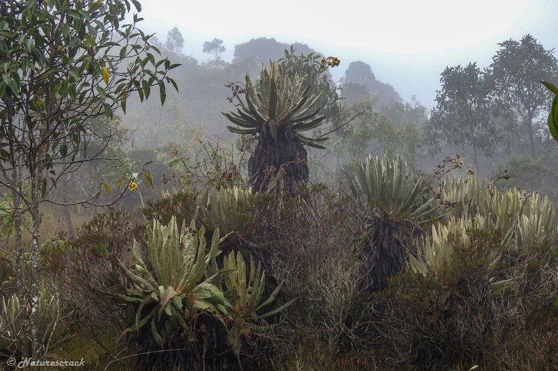 Espeletia occidentalis photo 8