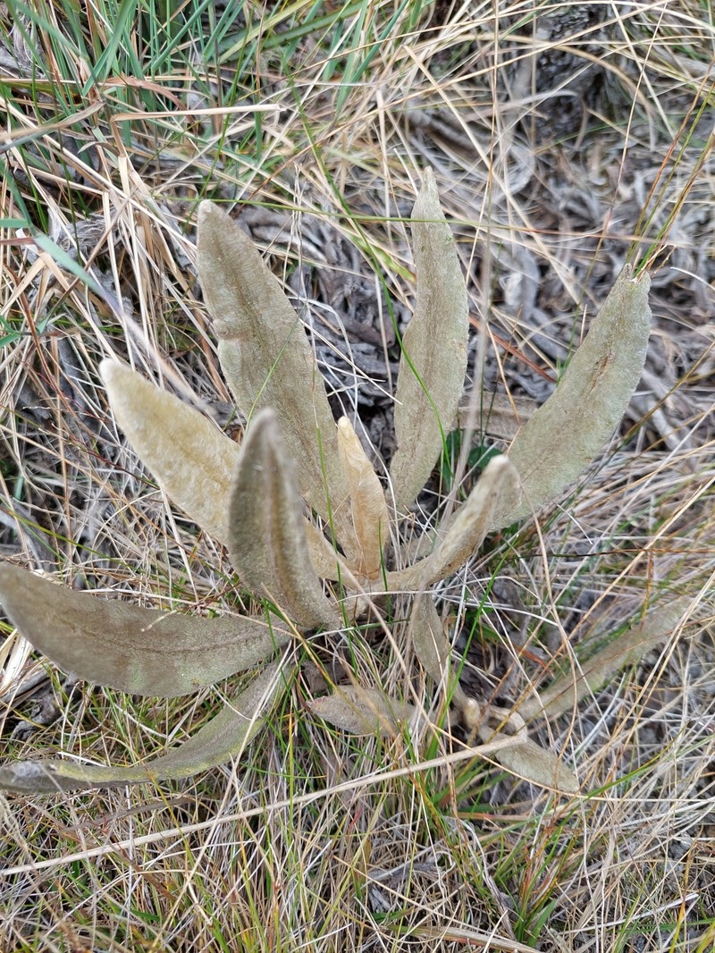 Espeletia occidentalis subsp. antioquensis