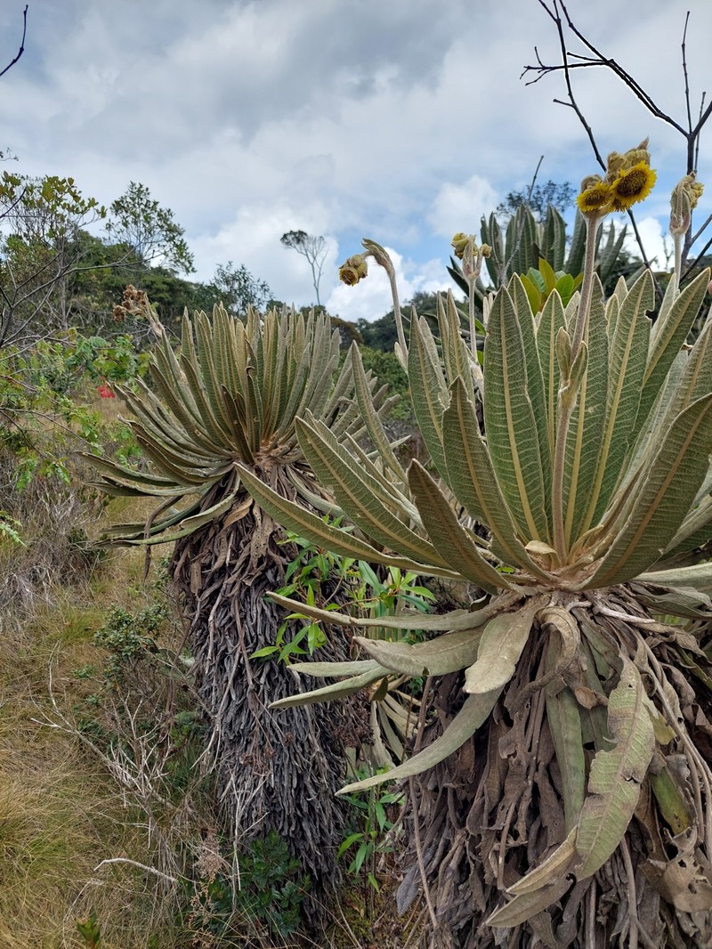 Espeletia occidentalis subsp. antioquensis photo 2