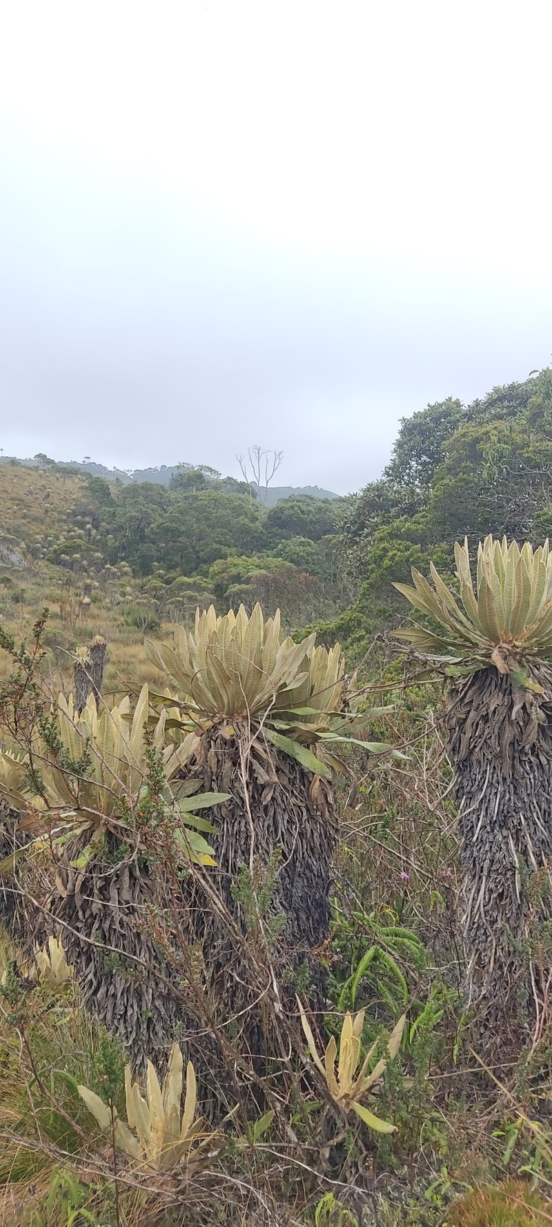 Espeletia occidentalis subsp. antioquensis photo 3