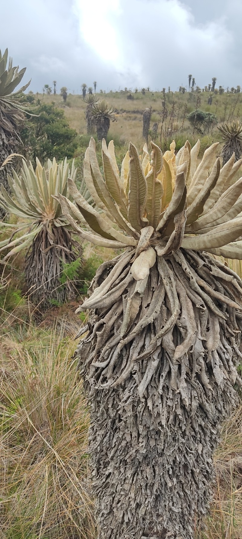Espeletia occidentalis subsp. antioquensis photo 4