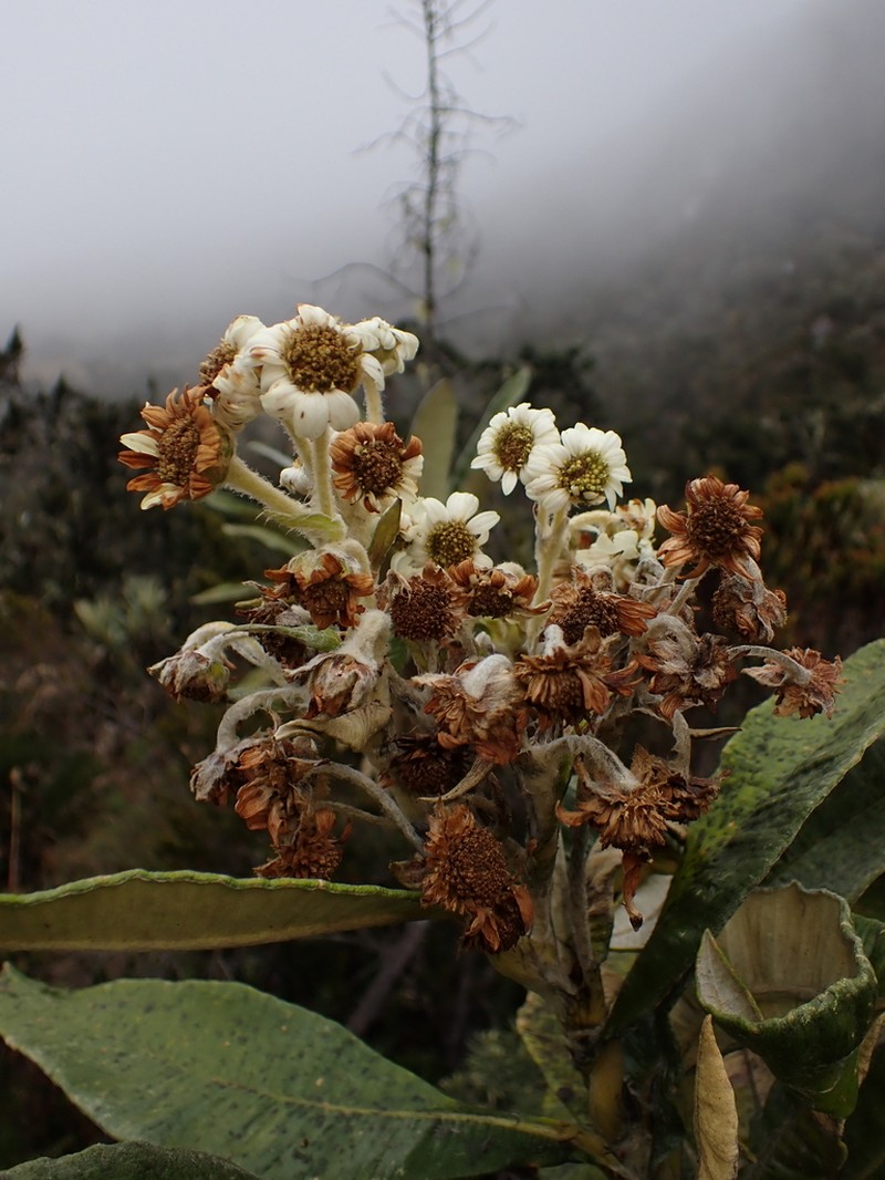 Espeletia occulta photo 2