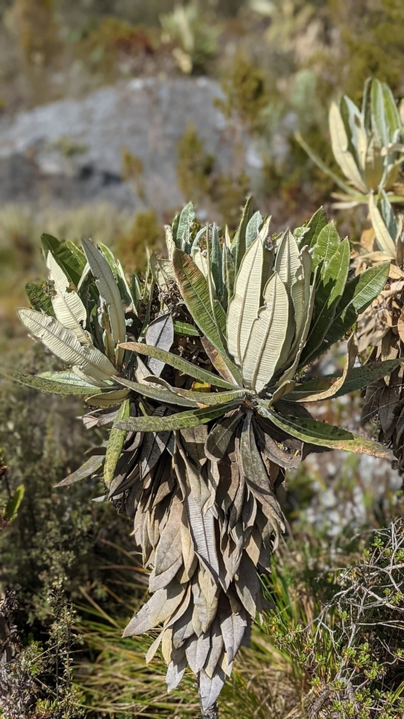 Espeletia occulta photo 3
