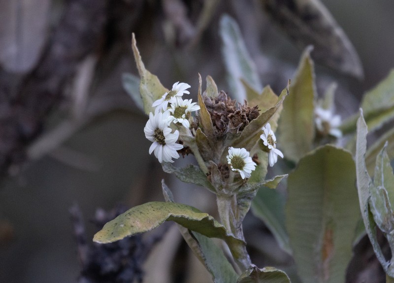 Espeletia occulta photo 4