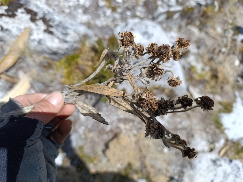 Espeletia occulta photo 5