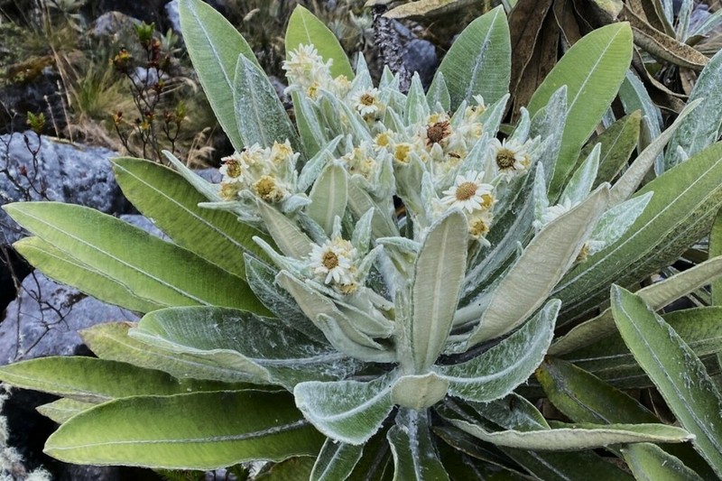 Espeletia occulta photo 6