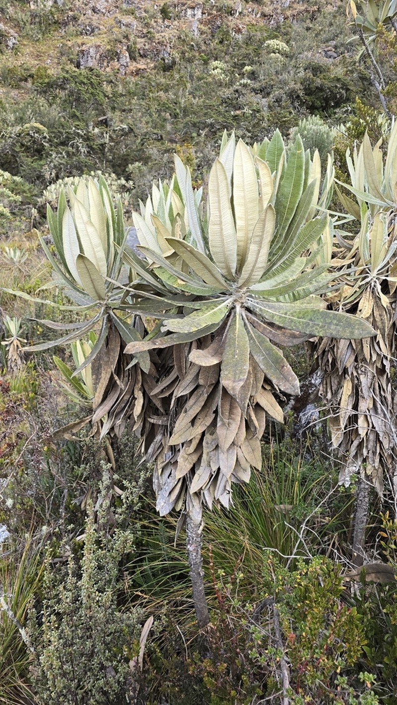 Espeletia occulta photo 7