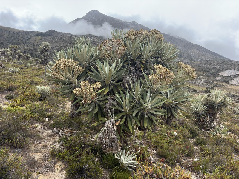 Espeletia occulta subsp. glossophylla