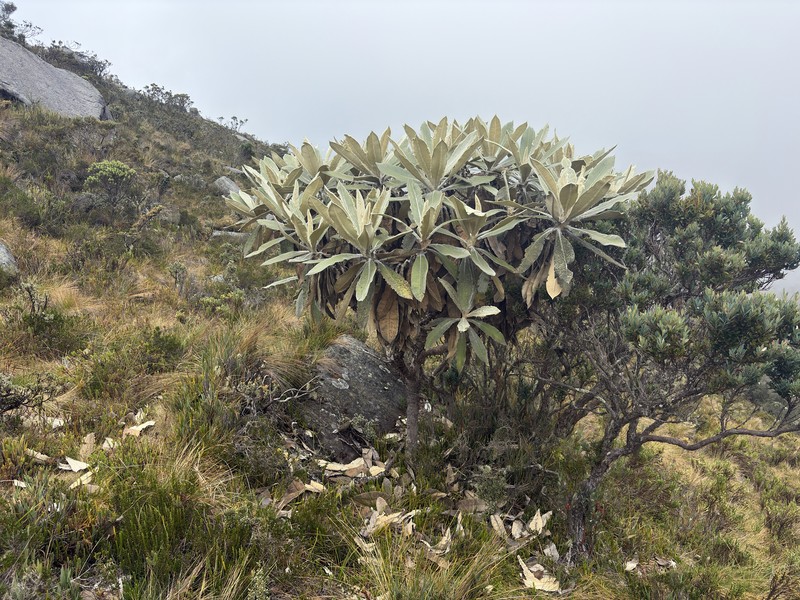 Espeletia occulta subsp. glossophylla photo 2