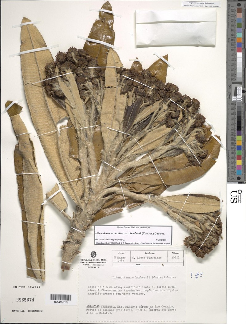 Espeletia occulta subsp. humbertii