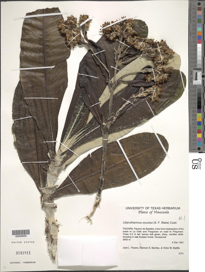 Espeletia occulta subsp. occulta