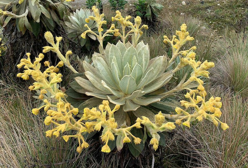 Espeletia ocetana