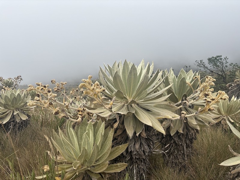 Espeletia ocetana photo 2