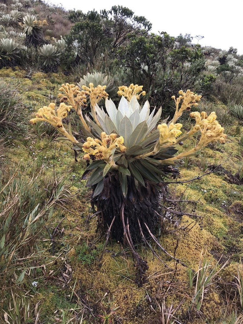 Espeletia ocetana photo 3