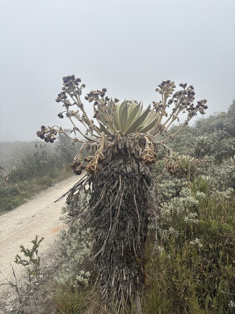 Espeletia ocetana photo 4