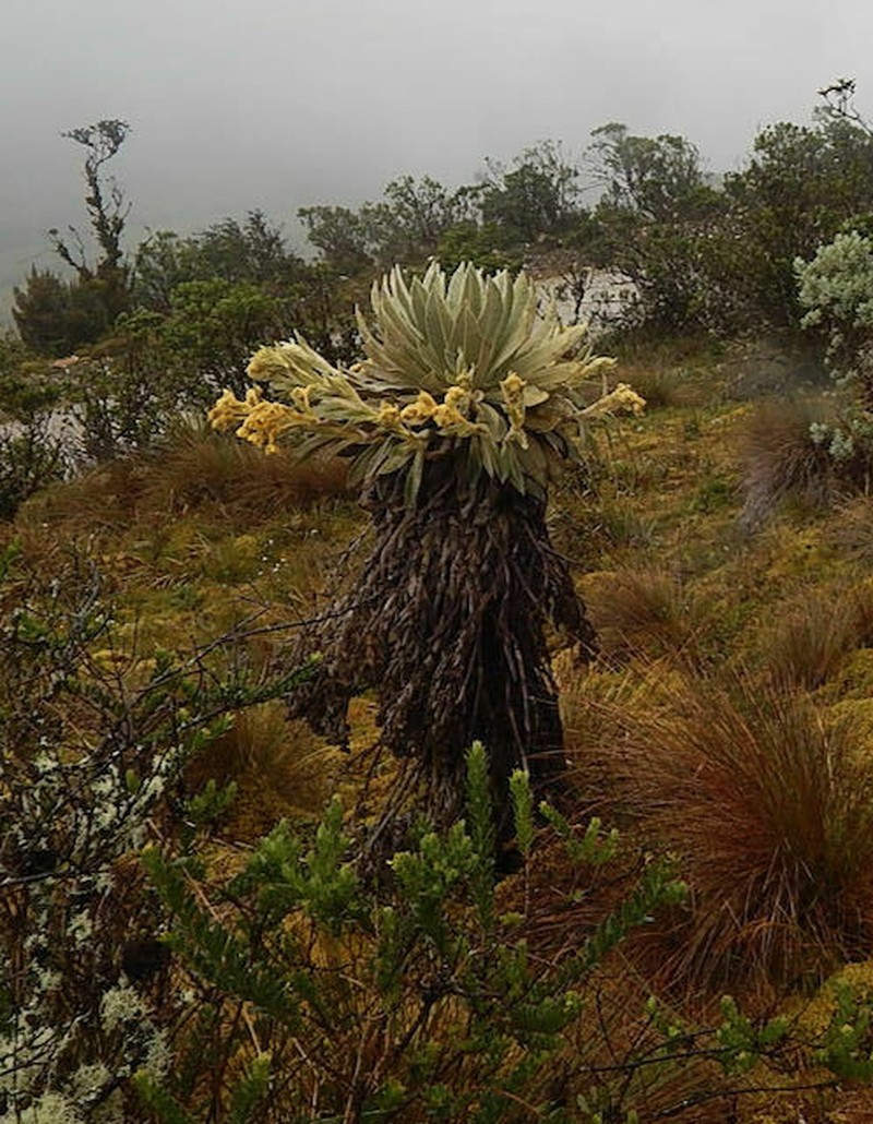 Espeletia ocetana photo 5