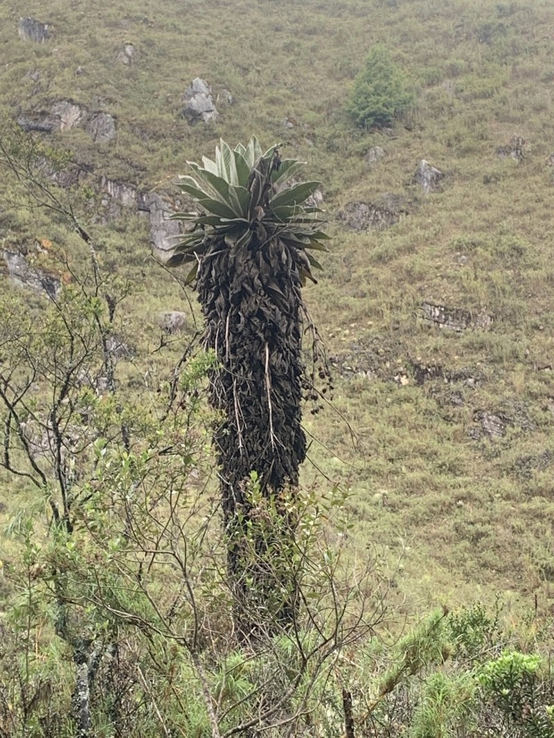 Espeletia oswaldiana
