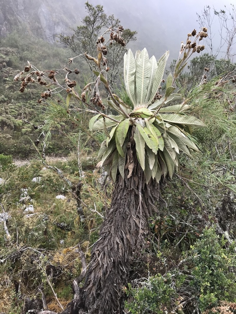 Espeletia oswaldiana photo 2