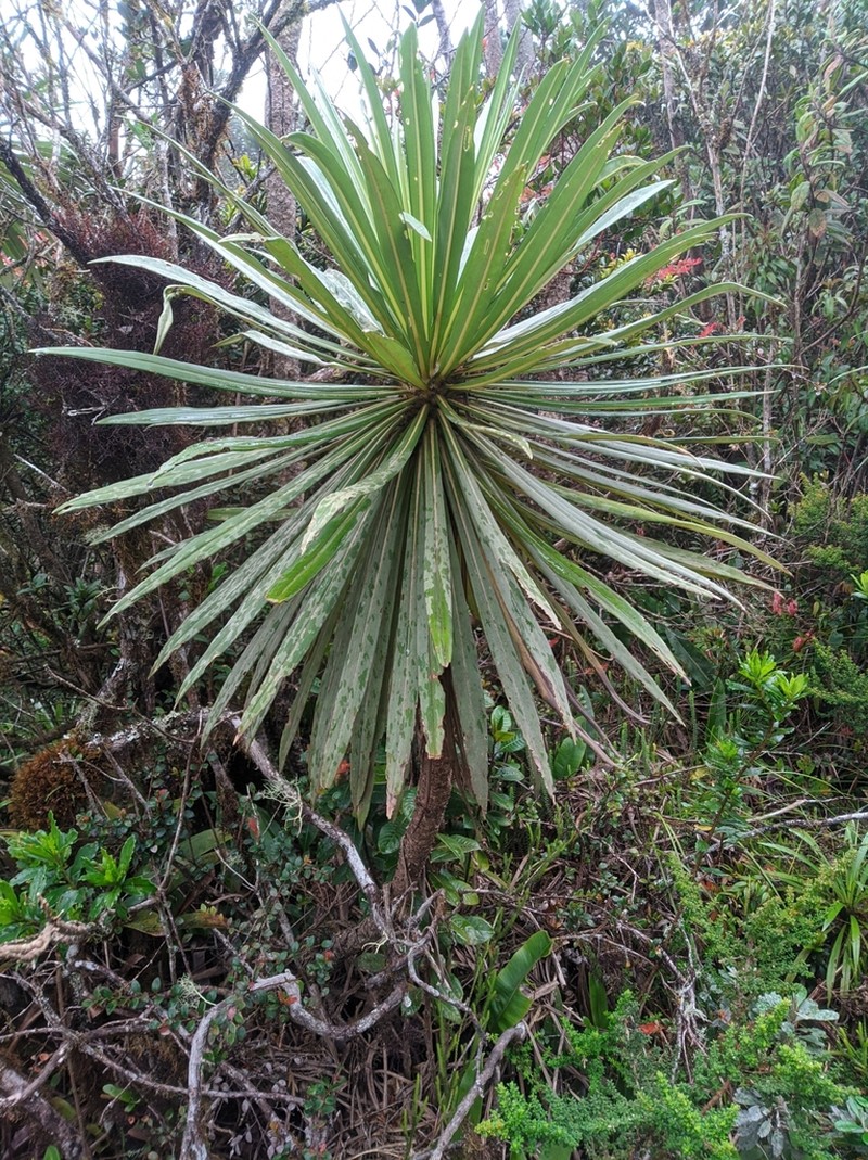 Espeletia paltonioides