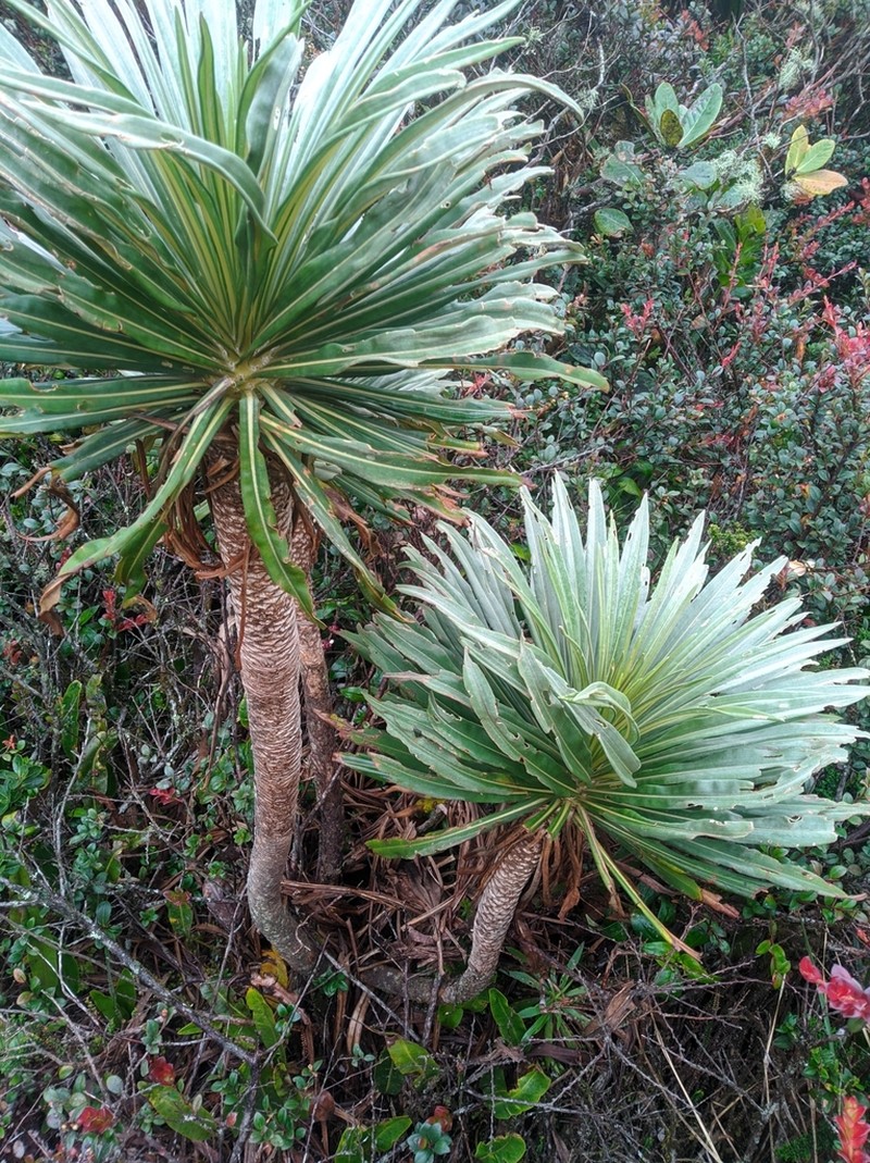 Espeletia paltonioides photo 2
