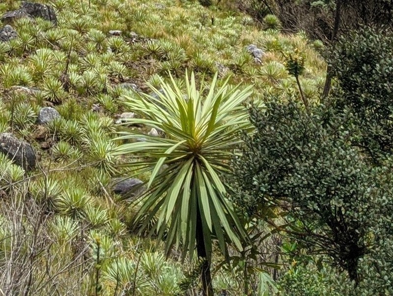 Espeletia paltonioides photo 3