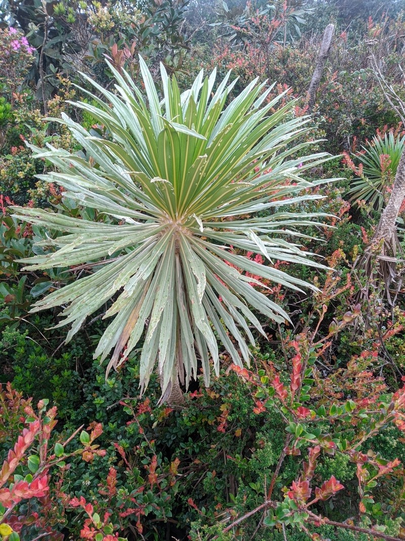 Espeletia paltonioides photo 4