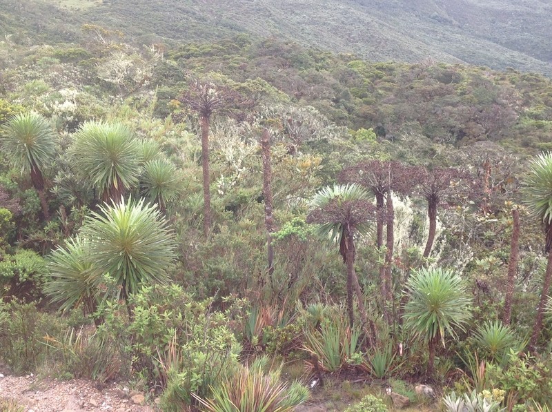 Espeletia paltonioides photo 6