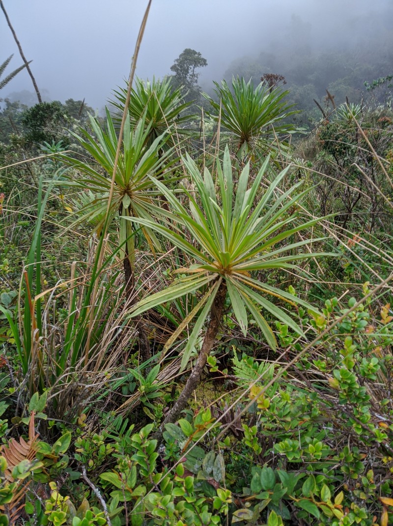 Espeletia paltonioides photo 8