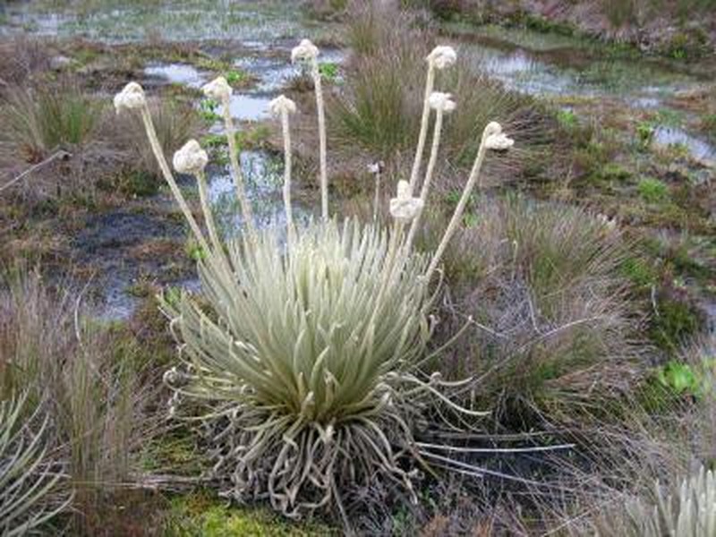 Espeletia palustris