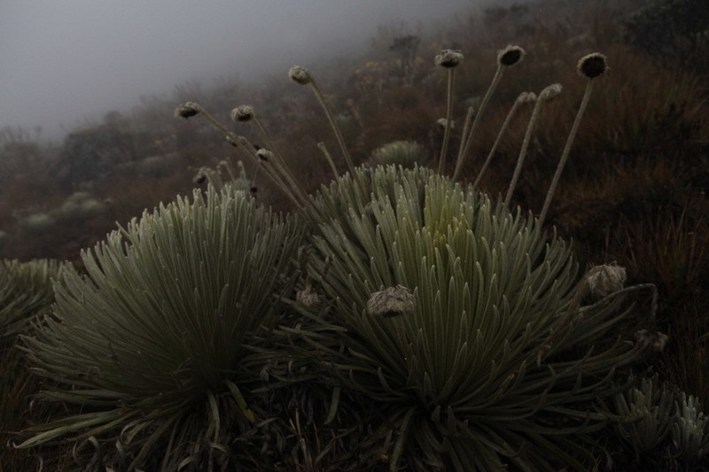 Espeletia palustris photo 2