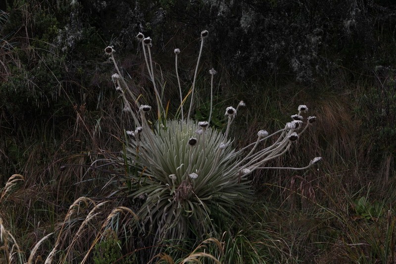 Espeletia palustris photo 4