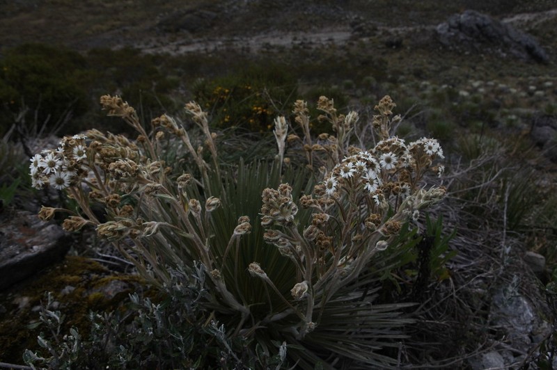 Espeletia pannosa