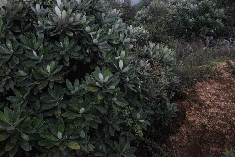 Espeletia parvula