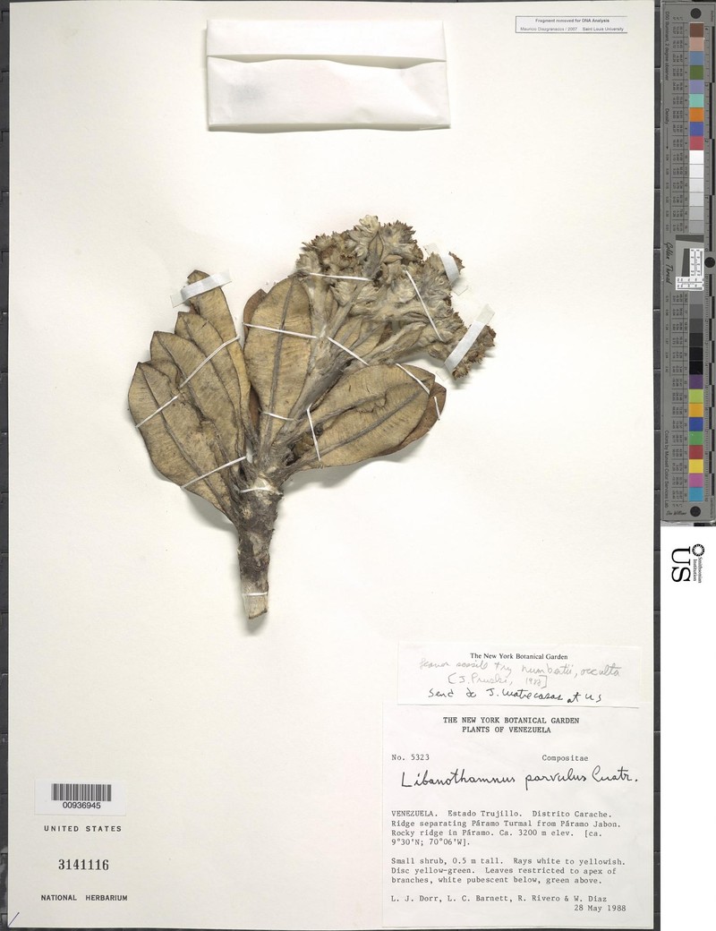 Espeletia parvula photo 2