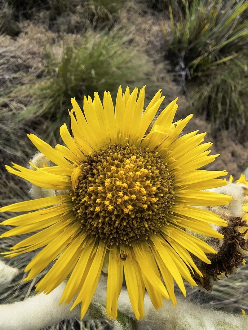 Espeletia perijaensis