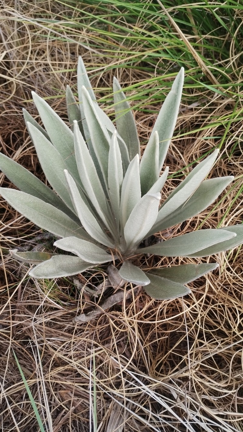 Espeletia perijaensis photo 2