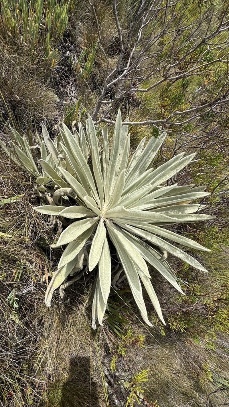 Espeletia perijaensis photo 3