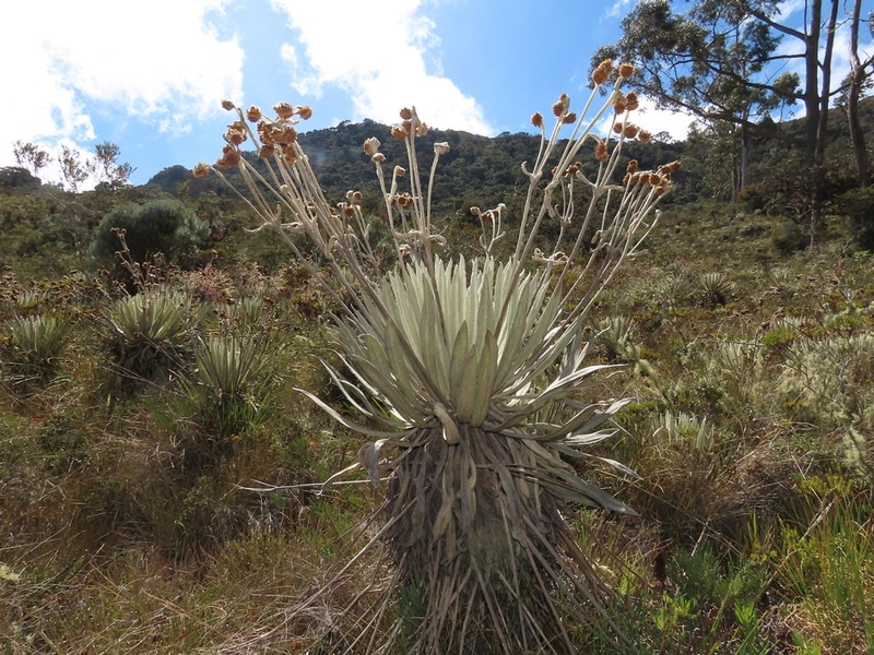 Espeletia perijaensis photo 4