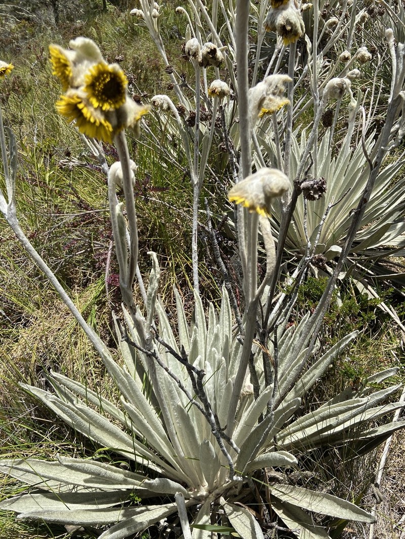 Espeletia perijaensis photo 5
