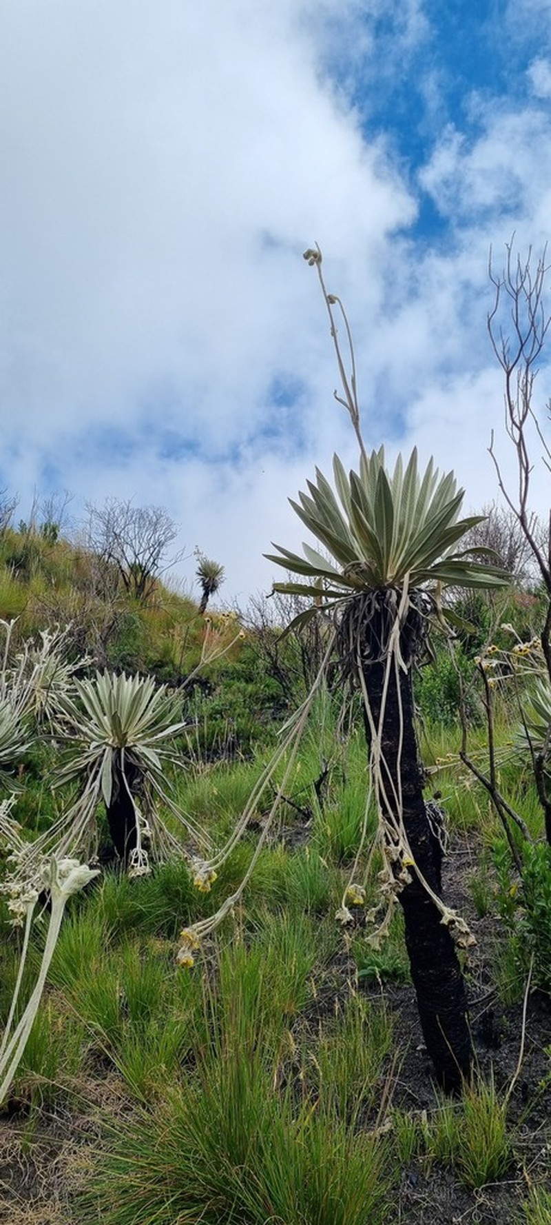 Espeletia perijaensis photo 6