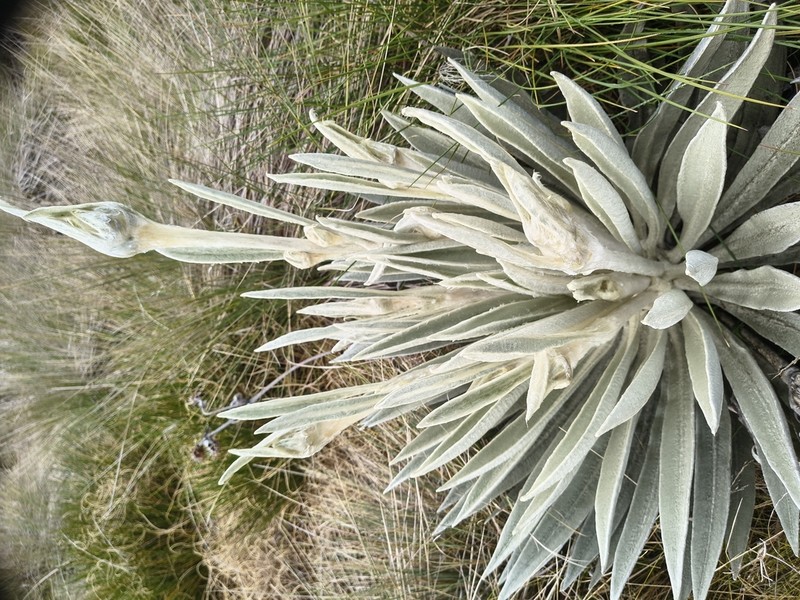 Espeletia perijaensis photo 7