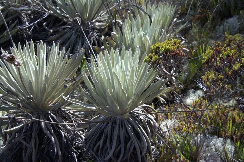 Espeletia perijaensis photo 8