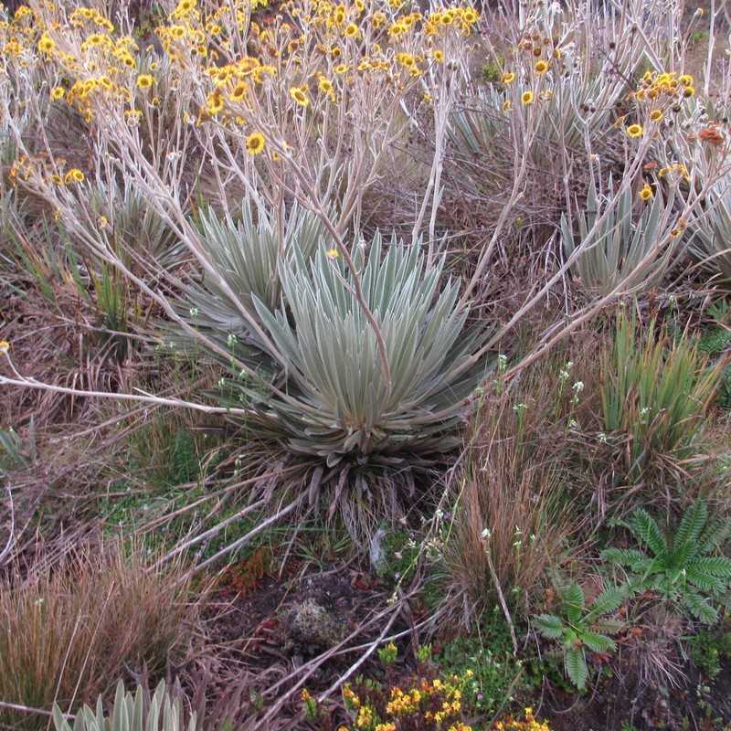 Espeletia petiolata
