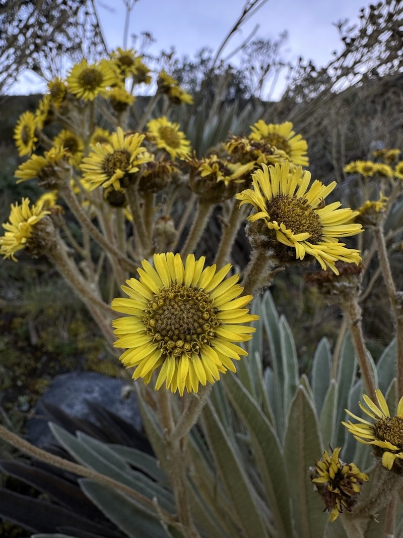 Espeletia petiolata photo 2